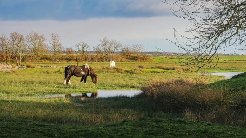 horse grazing on grass in an open field