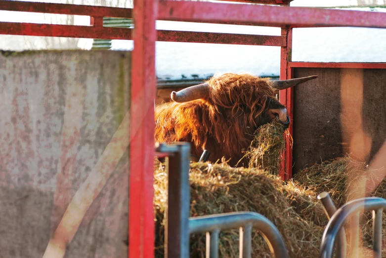 some cows are eating some hay in their stall