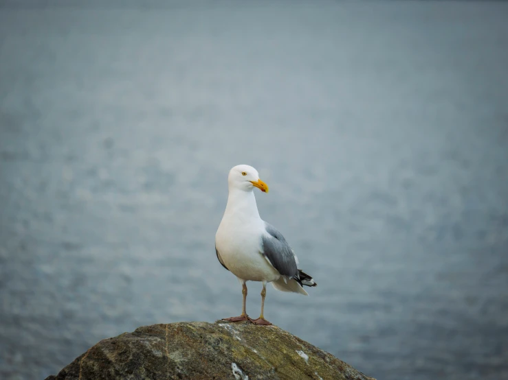 seagull sitting on a rock by the sea on a foggy day