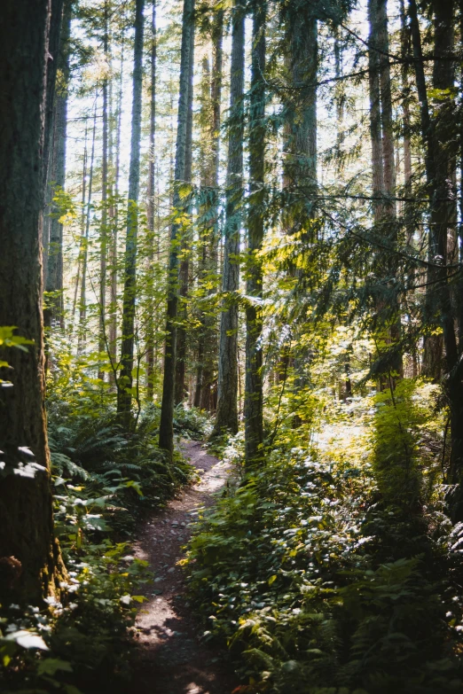 the trail that runs through this forested area