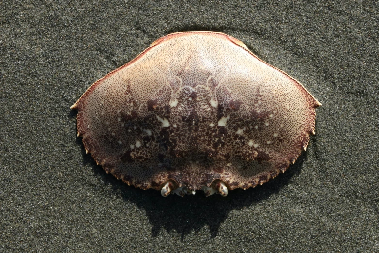 an animal with a black bottom and a brown middle