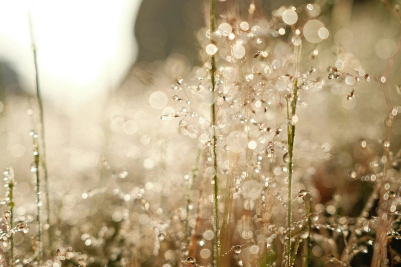 some grass and water droplets in the sunlight