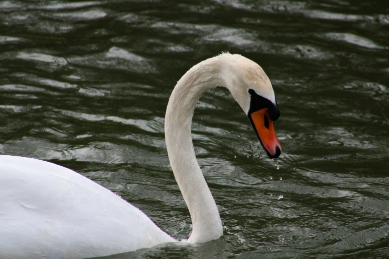 a swan with orange eye staring out of the water