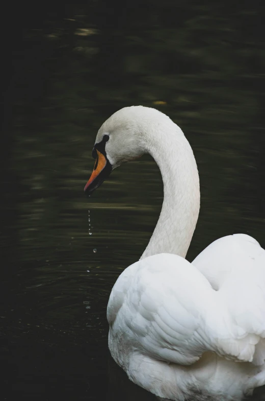 a swan with an orange beak swimming in the water