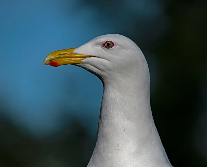 a closeup of a bird with a red eyes