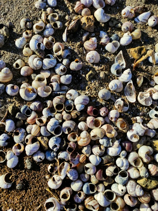 many shells on the ground near some sand