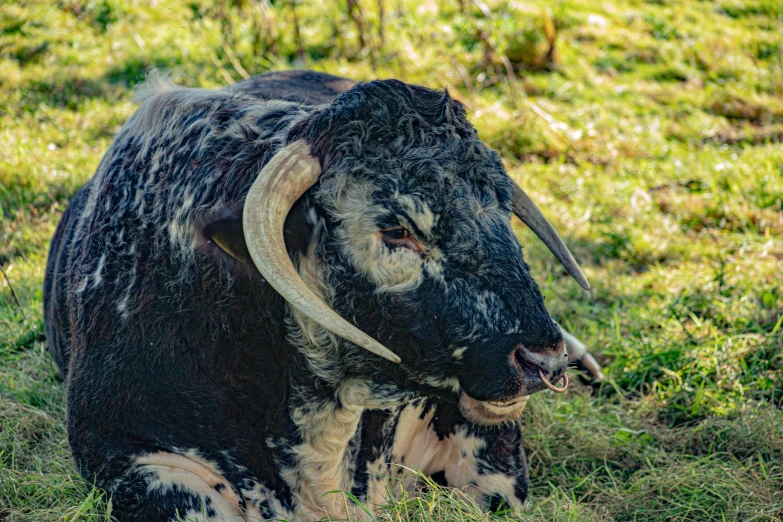 a black and white bull standing in a grassy field