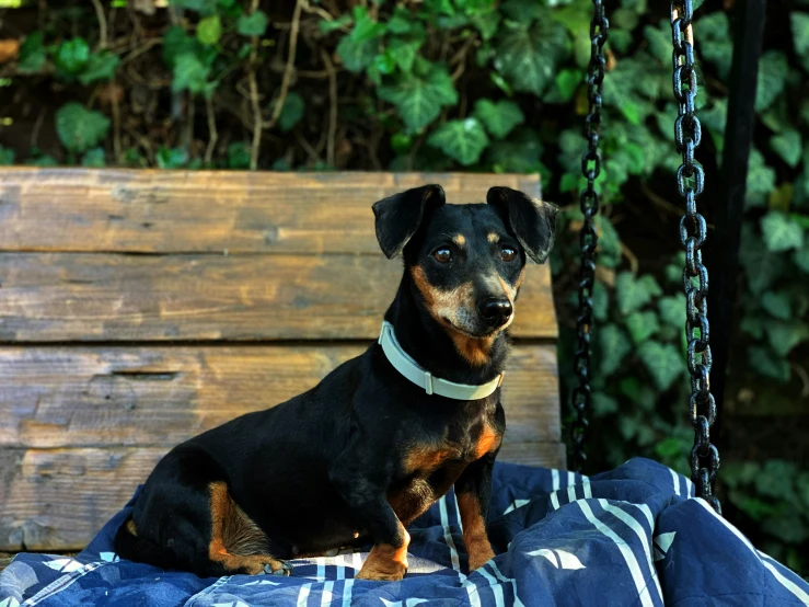 a little dog sitting on a bench in a park