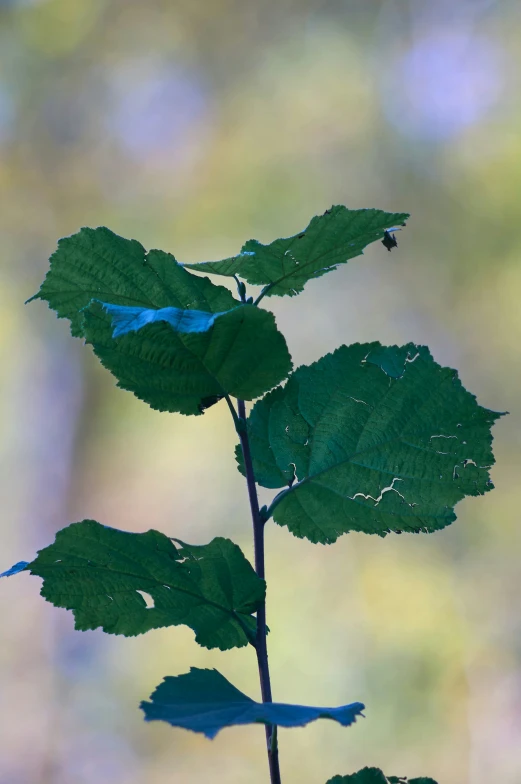 the small blue bird is sitting on the leafy nch