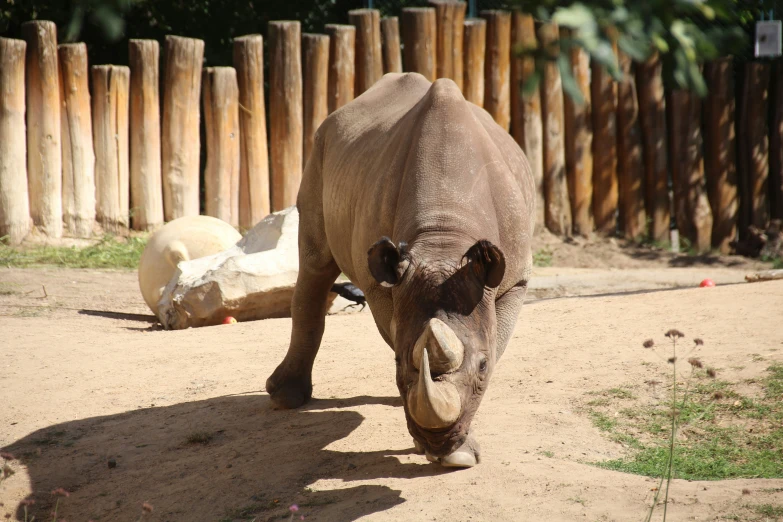 a rhino is walking across a dirt ground