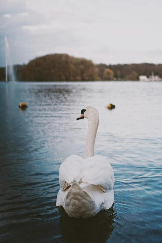 the white swan is floating in the lake