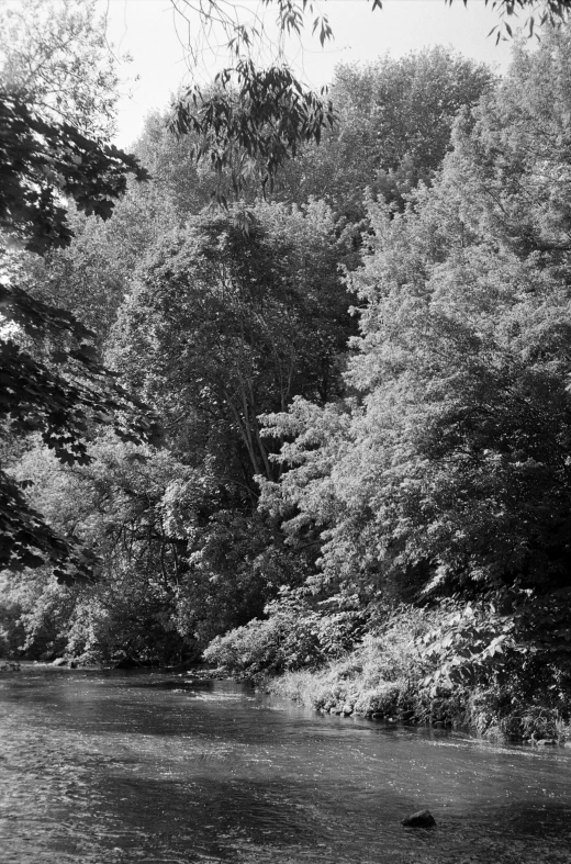 black and white po of a stream, surrounded by trees