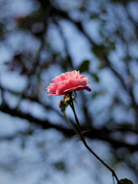 a pink flower that is on a nch