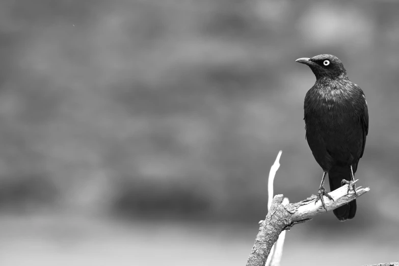 a black bird is perched on a bare limb