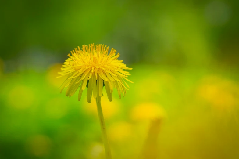 an image of a yellow flower in the middle of flowers