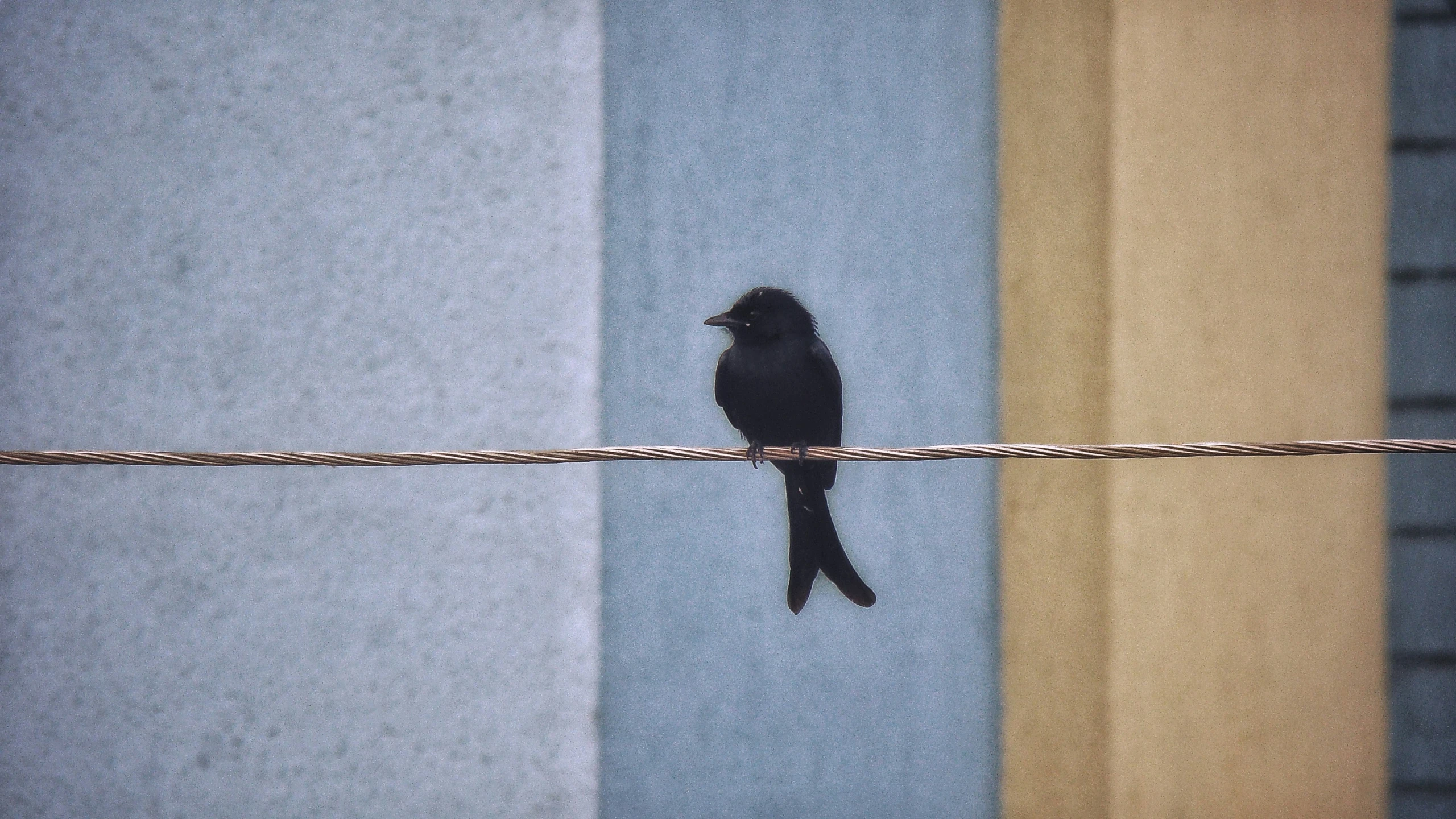 a little black bird on a wire and a wall