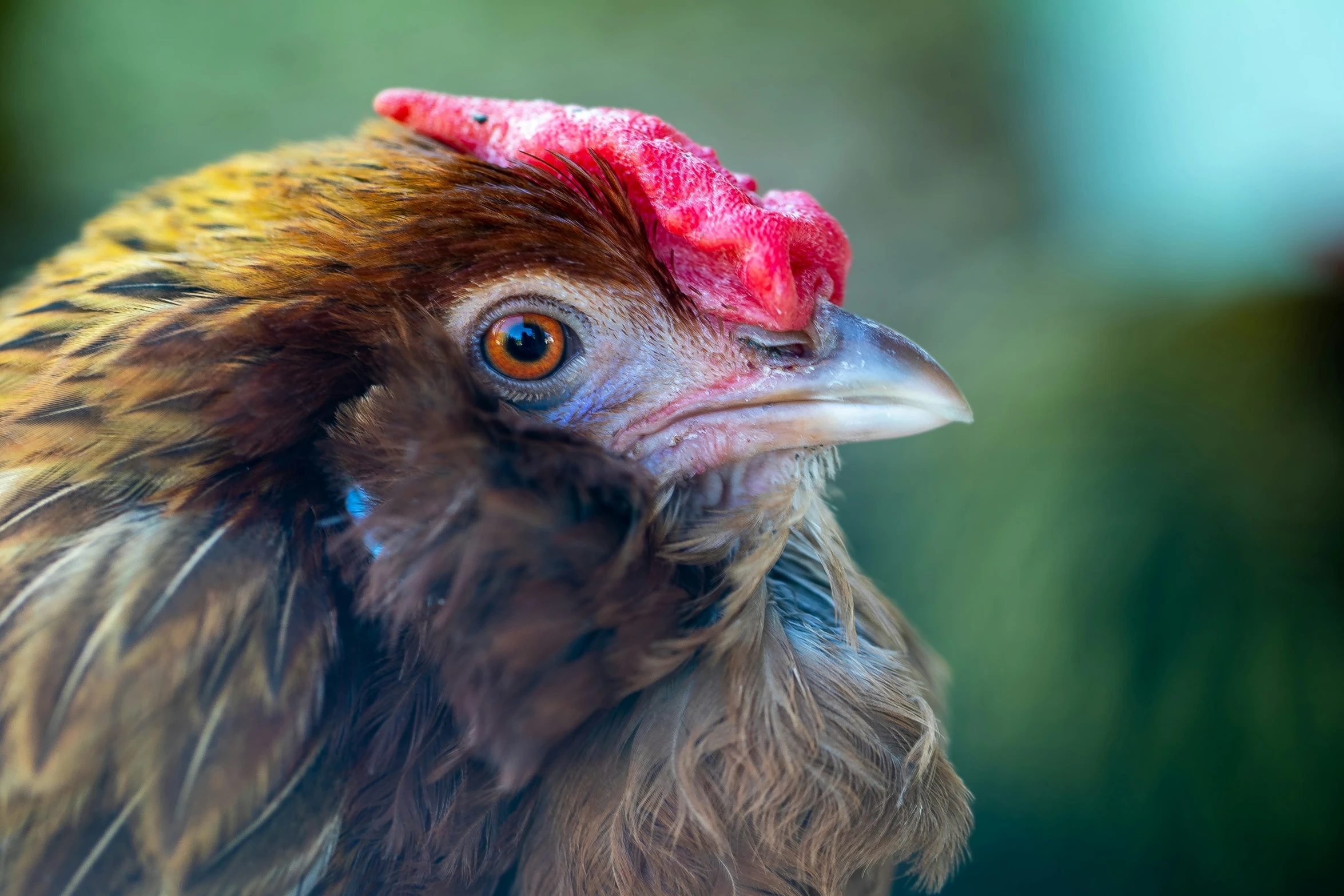 a bird has a red head and blue eyes