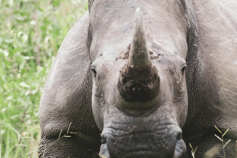 a close up view of an adult rhino