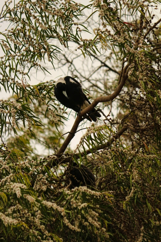 a bird sitting on top of a green leaf covered tree nch