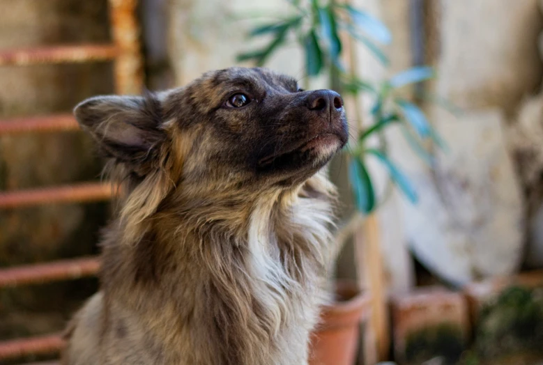 a dog is looking up into the sky