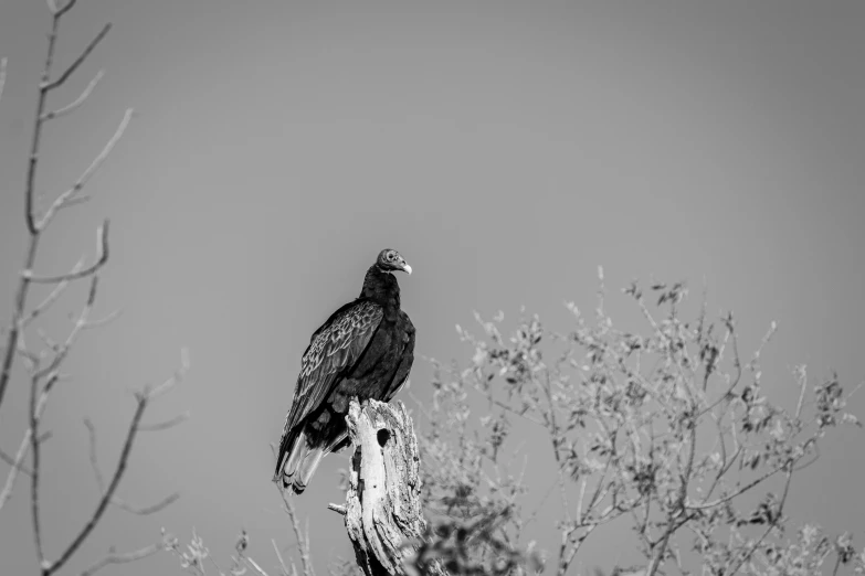 a bird that is sitting on a tree