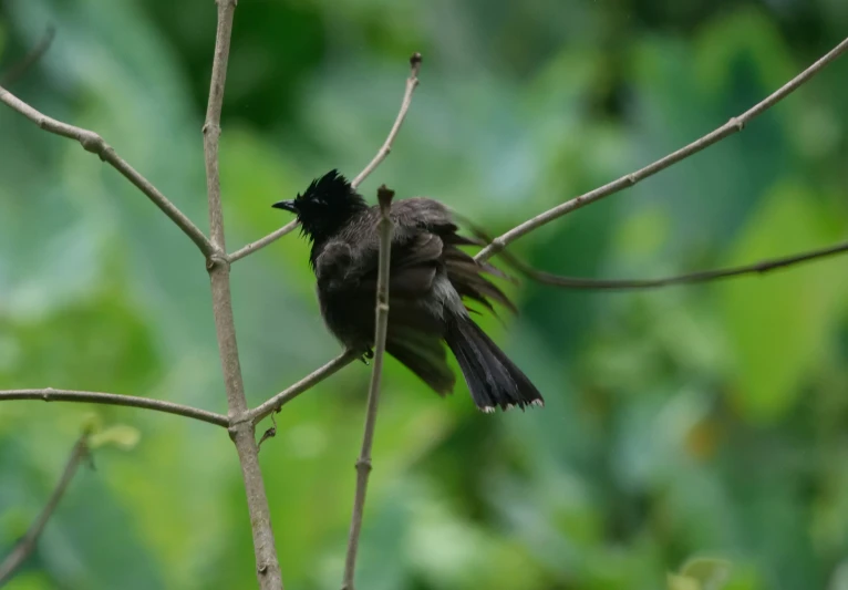 a small black bird perched on a tree nch