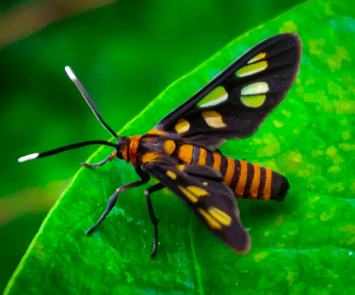 a large insect sits on top of a leaf