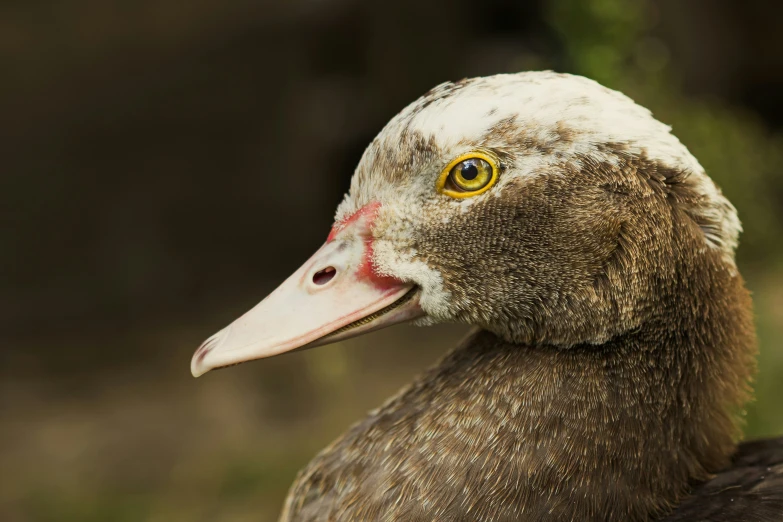 the bird has yellow eyes and white beak