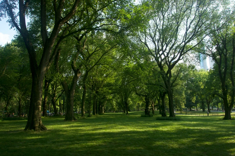 the grass is covered with little leaves and shadows