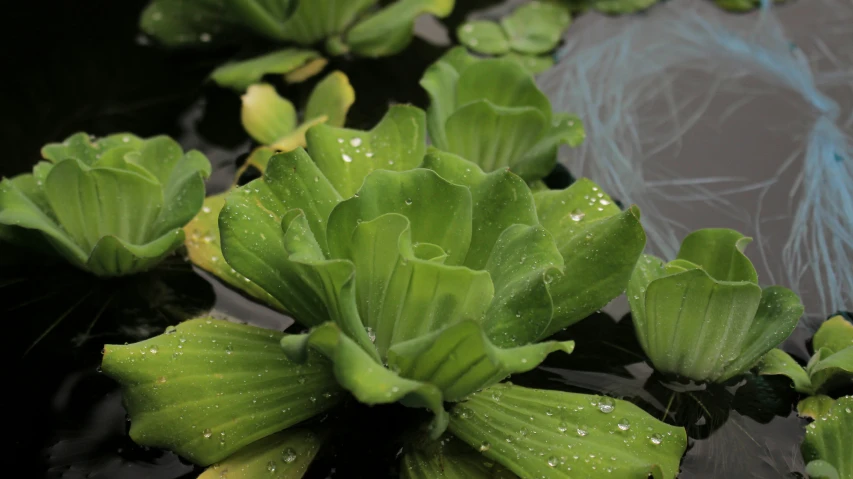 green leafy plants grow in the water