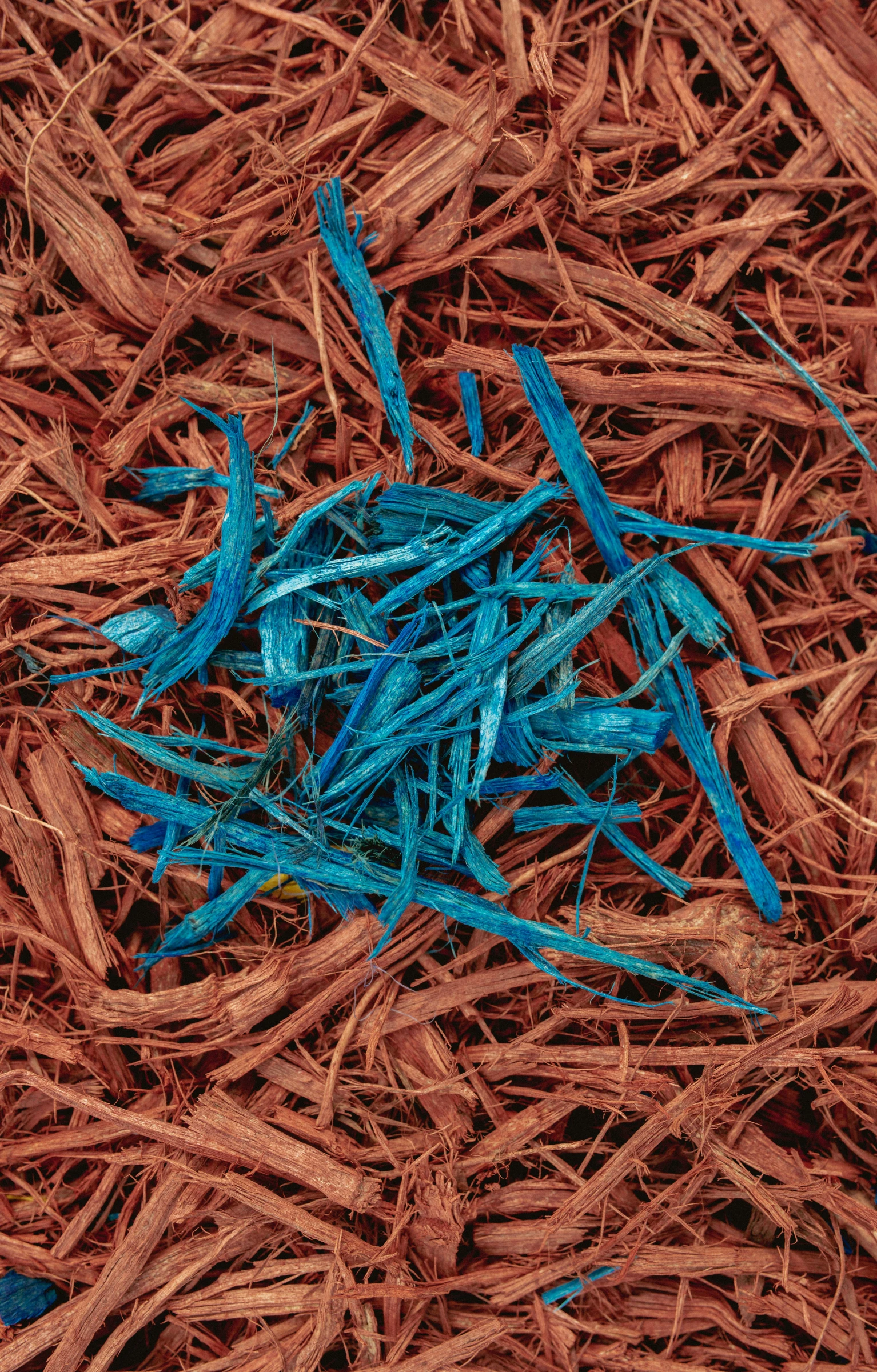 the blue needles are among the brown wood chips