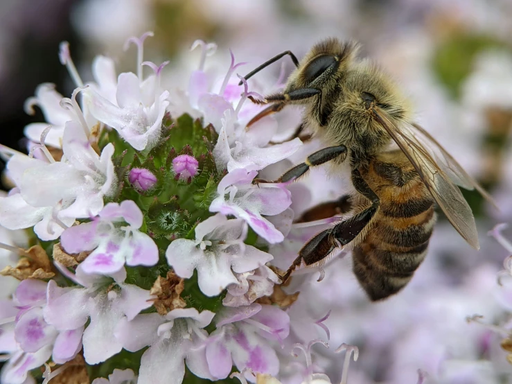 there is a bee that is standing on some flowers