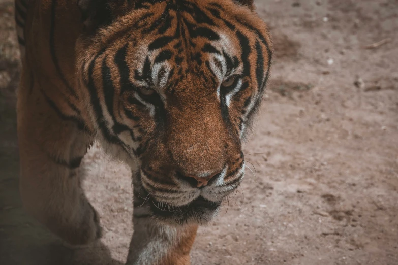 the striped tiger is walking on the ground