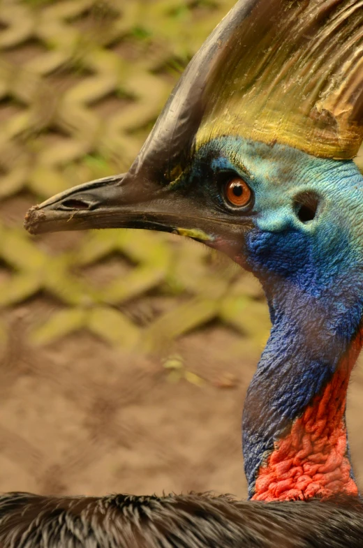 a very colorful bird with an orange and blue head