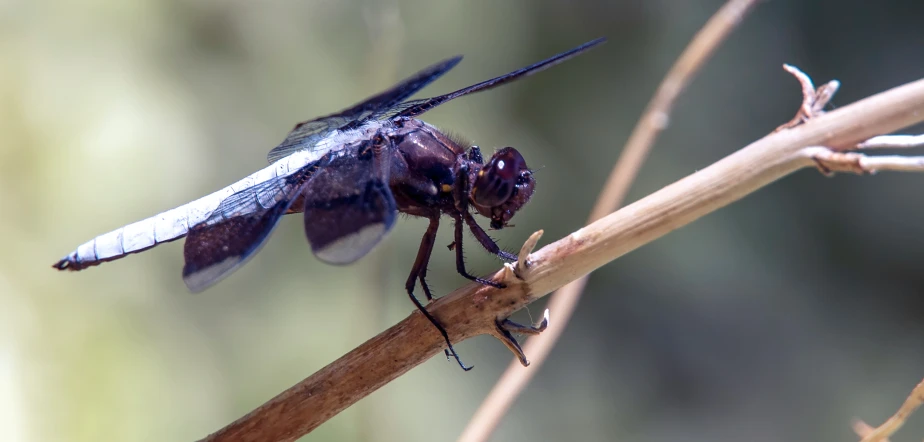 there is a black dragon fly flying on a nch