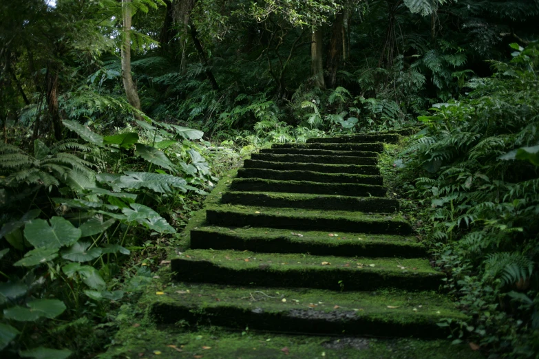 a set of stairs in a dense jungle