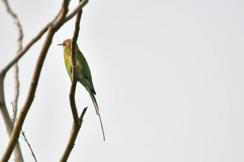 a close up view of a small bird perched on a nch