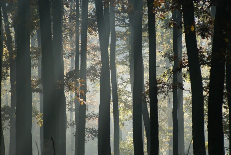 fog in the woods covered in trees with lots of leaves