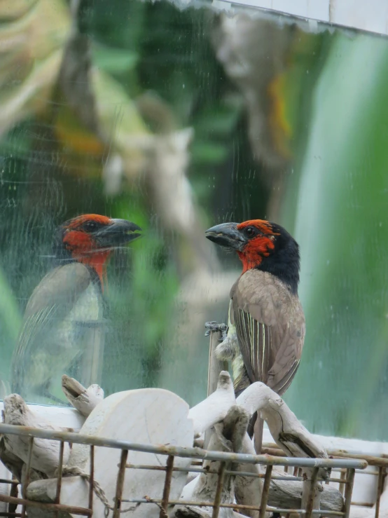 two red - ed birds perch atop a pile of white rock in a zoo