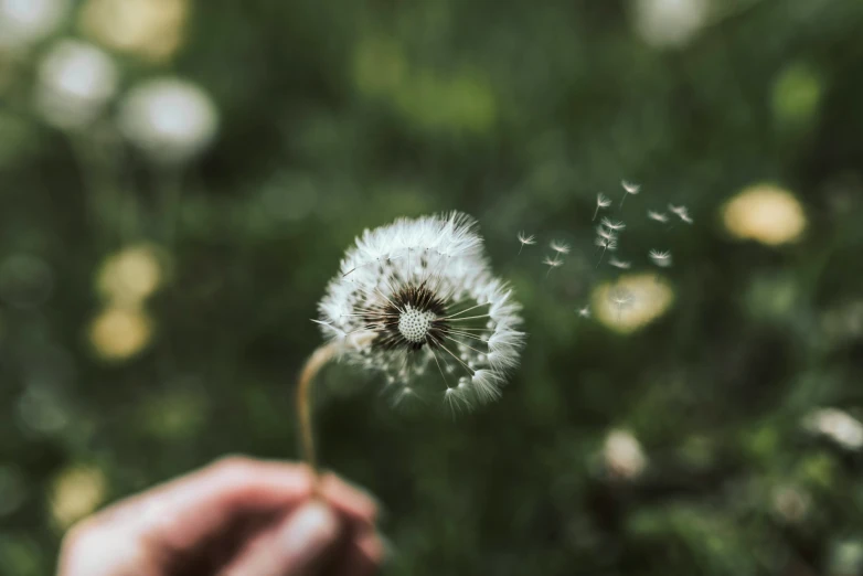 a person is blowing seeds into the air