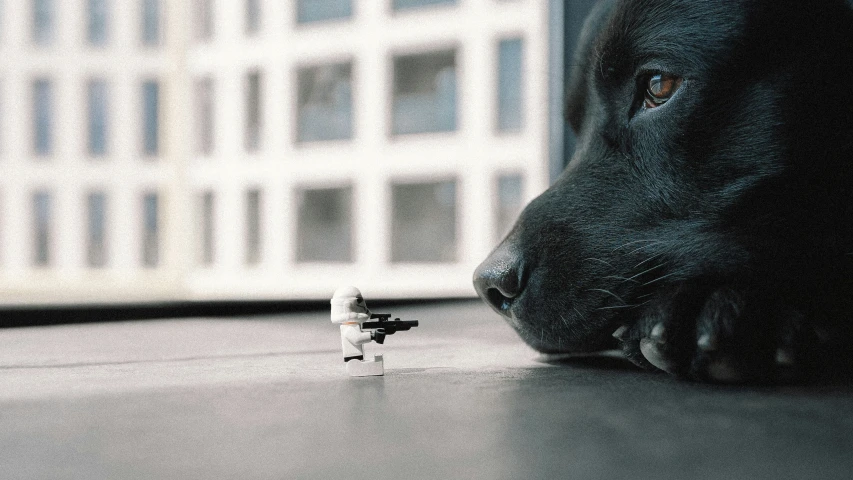 dog laying in front of the window looking at a toy figure