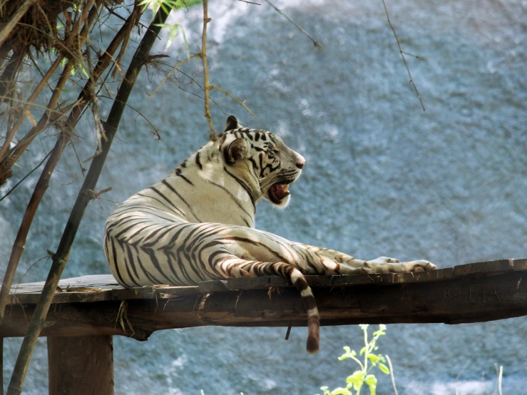 a white tiger is laying down on a railing