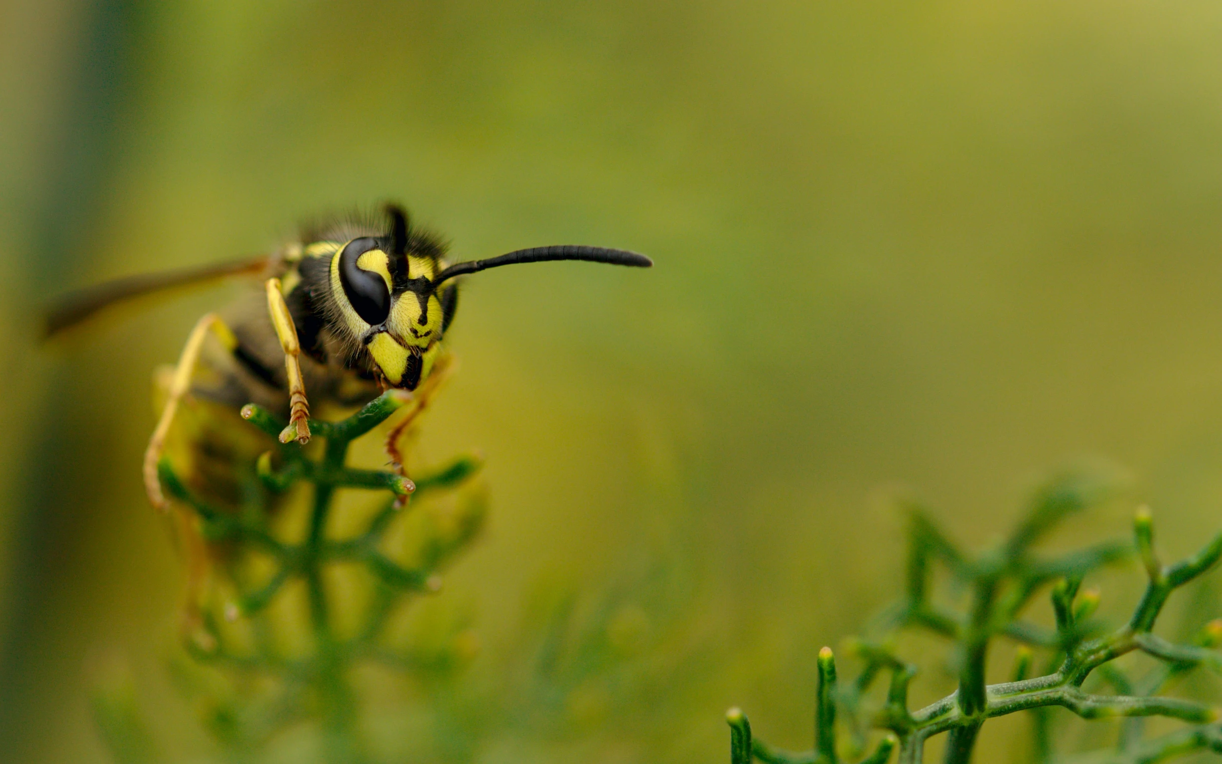 a hornet is sitting on a flower stem