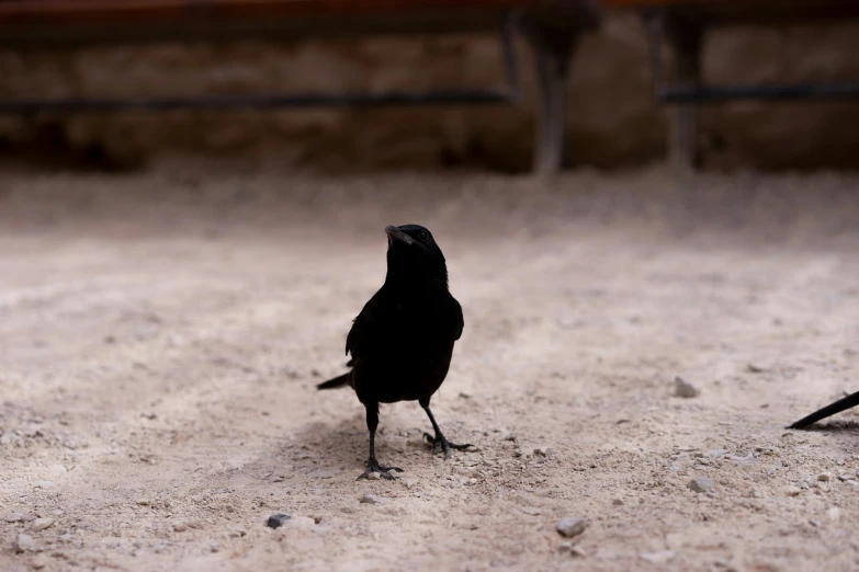 a small bird standing in front of another bird