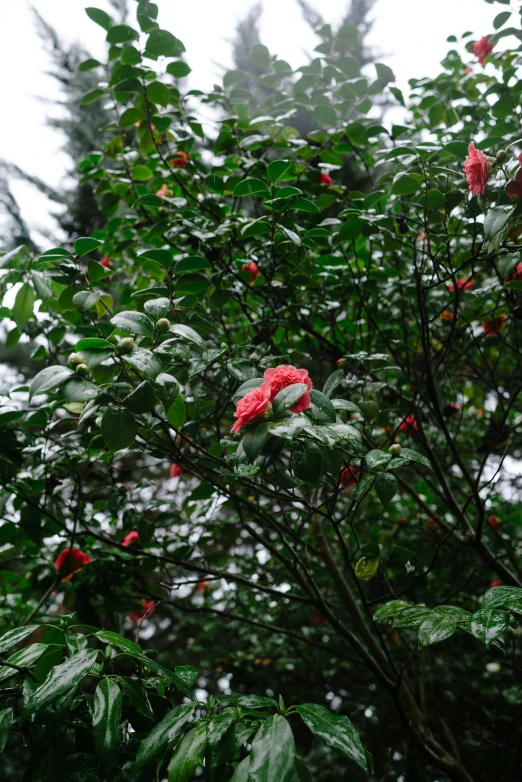 red flowers in the midst of green leaves