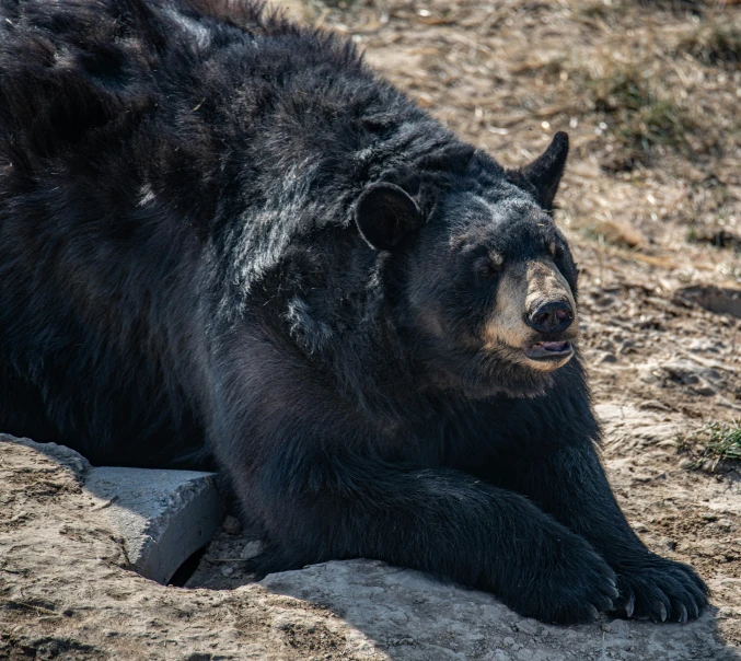 a black bear laying down with its paw on the ground