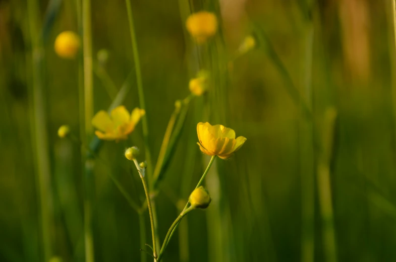 yellow flowers in the middle of the grass