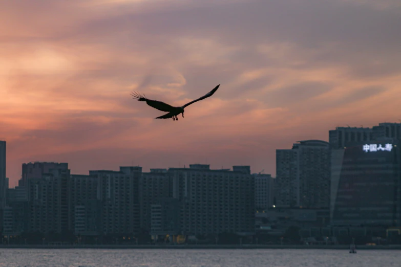 an eagle flying in front of a building during sunset