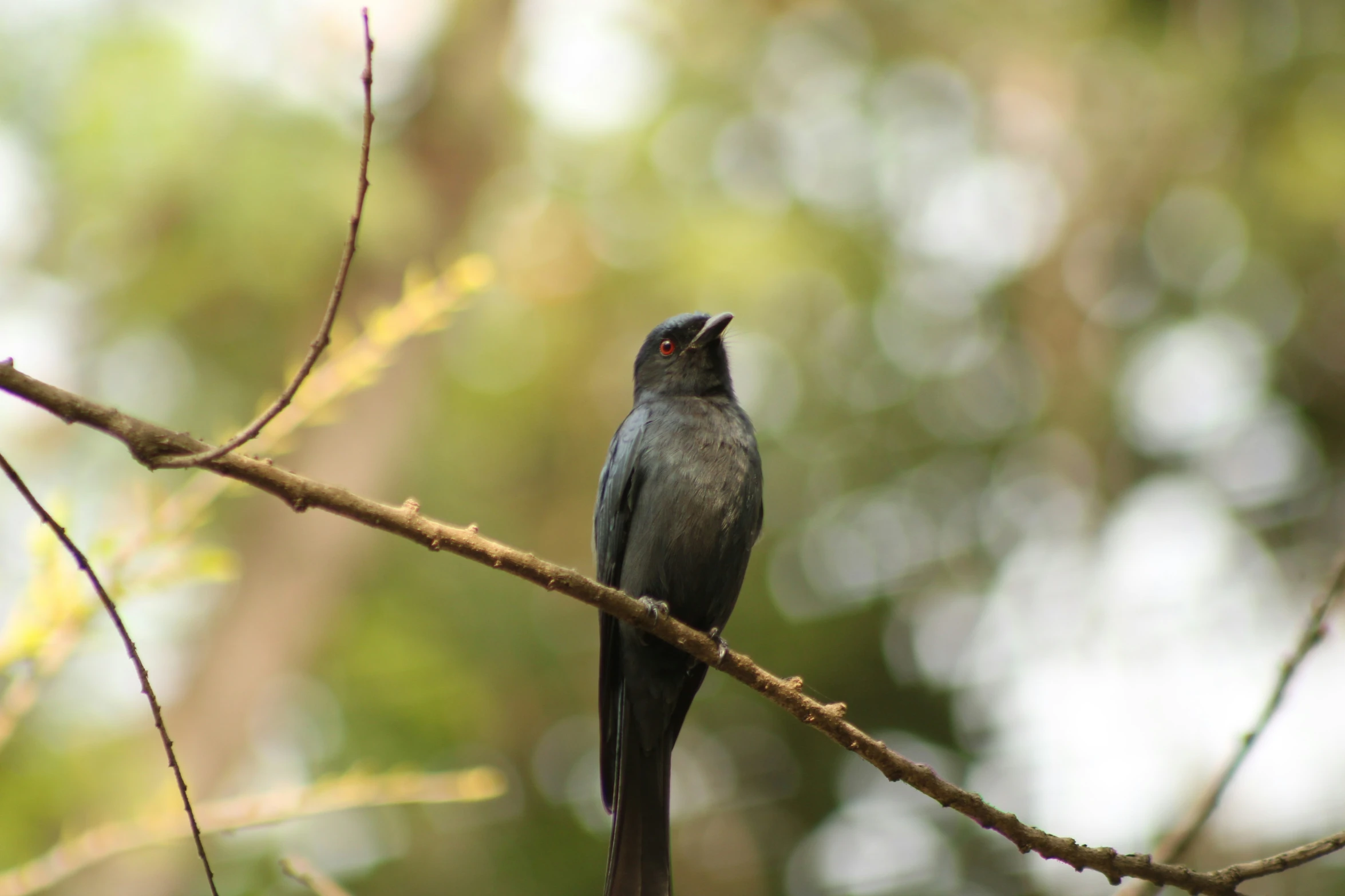 the bird is standing on a thin nch