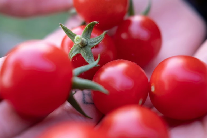 a person holding up small tomatoes in their hand